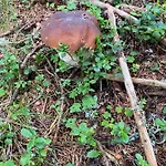 Chalé Holzknechthuette Lachtal