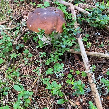 シャレー Holzknechthuette ラッハタール