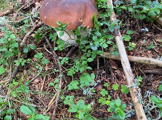 Domek alpejski Holzknechthuette Lachtal